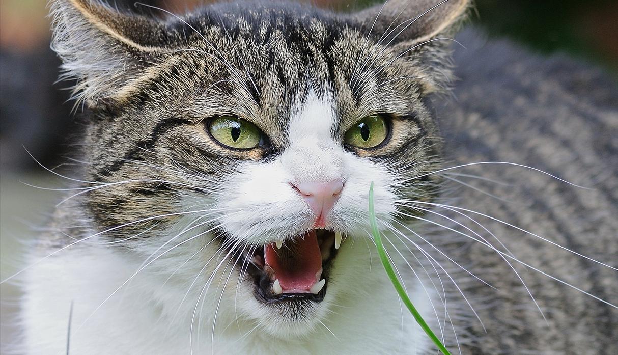 Un gato se enfrenta a una manada de perros y sale victorioso. Ocurrió en Turquía y el momento fue registrado por cámaras de vigilancia. (Pixabay)