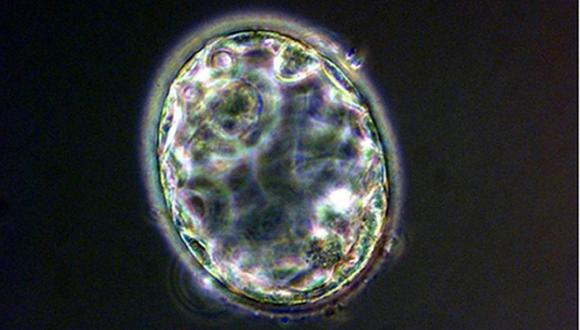 Autorizan modificación genética de embriones humanos