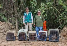 Madre de Dios: la historia del rescate de nueve monos capuchinos blancos y cómo fueron reintroducidos al bosque