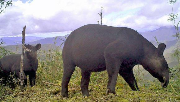 Al menos 31 animales, entre ellos un tapir, han muerto en un zoológico municipal de Huancayo, informó Latina Noticias. (Foto: Andina / Referencial)