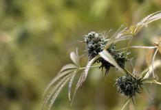 Jamaica autoriza cultivo de marihuana a una empresa privada por primera vez