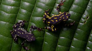 La carrera contra el tiempo para salvar de la extinción a las ranas arlequín en Latinoamérica