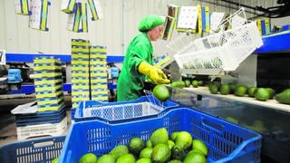 Agroexportaciones peruanas crecen 26% en junio y acumulan envíos por US$ 3.480 millones 