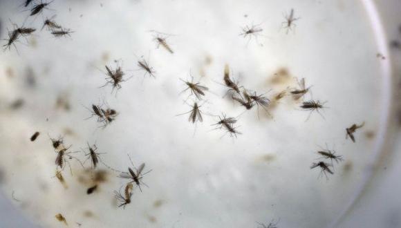¿Qué probabilidad hay de que el zika cause defectos congénitos?