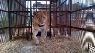 Leones rescatados de circos del país serán llevados a EE.UU.