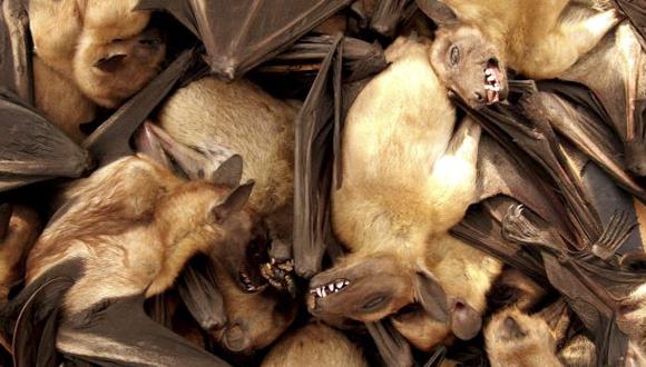 Murciélagos con ébola podrían ser héroes y no solo villanos