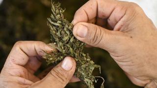 Marihuana medicinal: ¿En qué casos se consume?