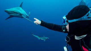 Los 10 mejores destinos del mundo para ver tiburones