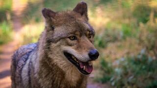 Unos lobos canadienses encuentran su hogar en la exótica Sudáfrica