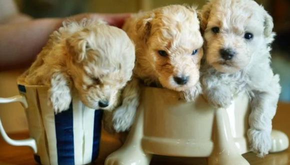 Reino Unido prohibirá la venta de cachorros de perros y gatos en tiendas de animales. Foto: Archivo de Reuters