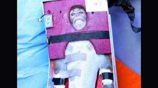 Irán habría violado resolución de la ONU al lanzar un mono al espacio