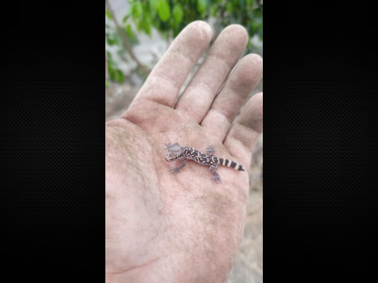 Uno de los gecko limeño encontrados en el Cerro La Milla.