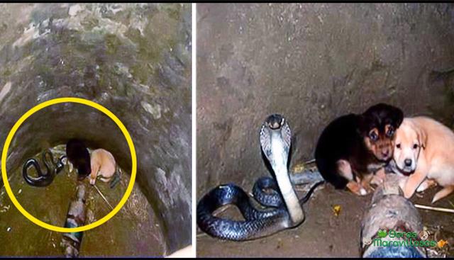 Así fue como esta cobra salvó a unos pobres cachorros que estaban a punto de morir ahogados en un pozo. | Facebook