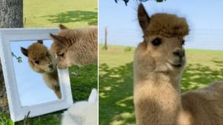 Alpaca divierte a usuarios con su curiosa conducta al verse en un espejo