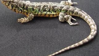 Conoce la nueva especie de lagartija descubierta en una reserva nacional de Ica