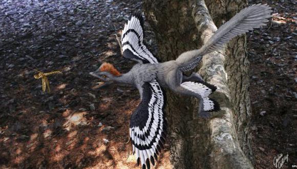 Para volar, las aves tuvieron que hacer cambios básicos en su anatomía y fisiología. (Foto: SPL)