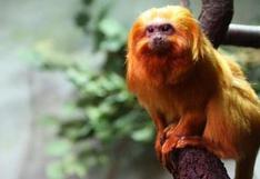 Mono en peligro de extinción murió tras sufrir accidente