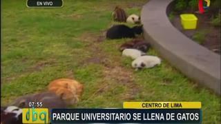 Todos los días abandonan gatos en el parque Universitario
