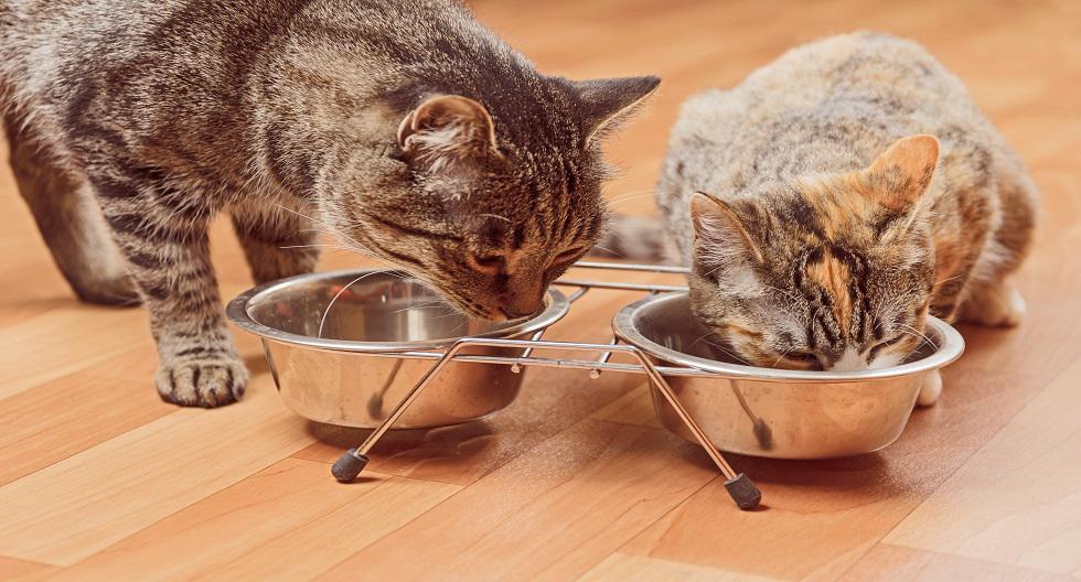 1. Comedero y bebedero: tu mascota debe tener un recipiente para el agua y la comida que ingerirá diariamente. Es importante que estén siempre limpios al momento de servir los alimentos. También se debe estar pendientes de que el agua esté siempre llena.
Asimismo, para este verano se debe añadir un hielo al cuenco del agua. Este pequeño truco hará que el agua se mantenga fresca durante más tiempo y, gracias a ello, no necesitaremos renovarla de forma tan regular. (Foto: Shutterstock)