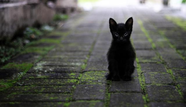 El pequeño gato quería estar con su madre otra vez, pero no podía escalar un muro. (Pixabay / nhudaibnumukhtar)