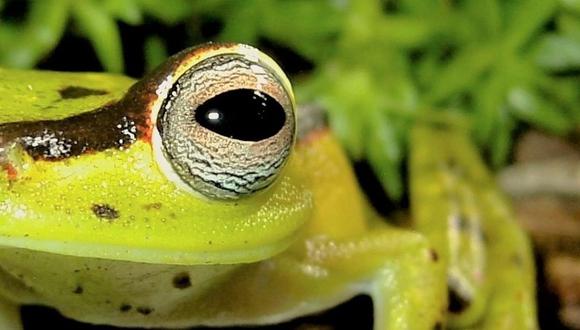 Boana rubracyla. Especie Vulnerable. Foto: Mario Yánez.

———-