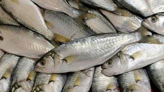 Produce establece temporada de pesca de lorna desde mayo hasta marzo del 2020