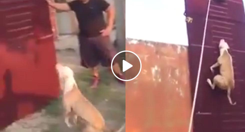 YouTube nos muestra el video en el que este \'superperro\' de raza Pit bull logra saltar más de tres metros en un muro. (Foto: captura)