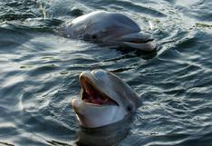 Ministerio Público abre investigación de oficio por caza y matanza de delfines