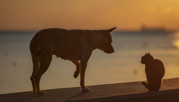 ¿Qué hacer en un episodio de golpe de calor? De camino a la veterinaria, coloca hielo en las ingles y axilas de tu mascota para aliviarla momentáneamente. (Foto: iStock)