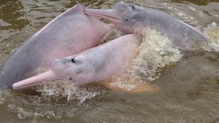 Delfines de la Amazonía entre las especies más amenazadas del planeta