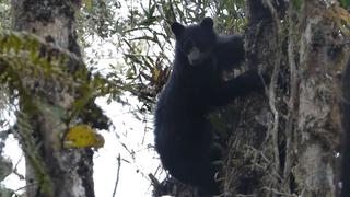 Graban por primera vez a un oso de anteojos enSantuario Nacional Megantoni | VIDEO