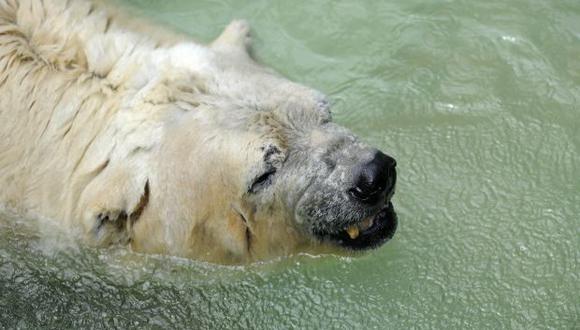 'Arturo', el último oso polar en Argentina, podría ir a Canadá