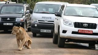 Kenia: Leones que huyeron de zoológico aterran a pobladores