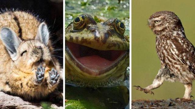 Graciosas fotos de animales salvajes podrían ganar un premio - 1
