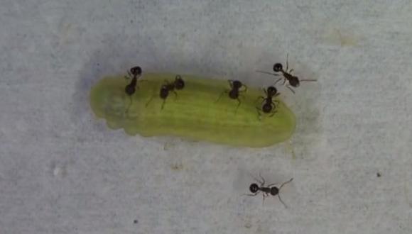 Esta oruga droga a las hormigas para que la protejan