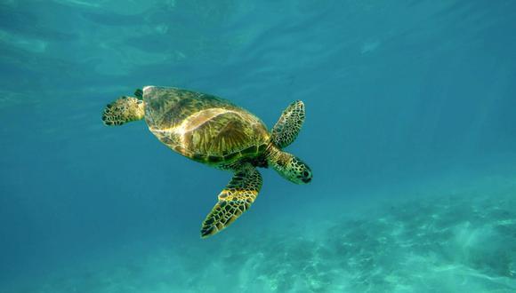 La reserva natural de Ostional es uno de los santuarios de tortugas marinas más importantes del mundo. (Foto: Referencial/Pixabay)