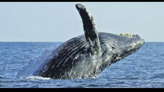 Piura espera recibir a 3.000 observadores de ballenas esta temporada