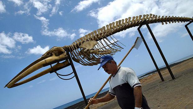 Whale skeleton.