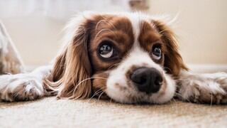 ¿Por qué la mirada de los perros es tan enternecedora? La ciencia ya descifró la respuesta