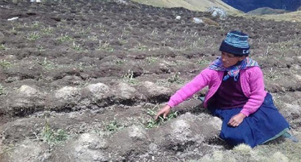 Perú. Granizada dañó cultivos, techos de cobertizos y viviendas en Pasco. (Foto: Agencia Andina)