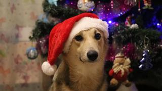 WUF: simpático perro ayuda a armar el árbol de Navidad y conmueve a miles en las redes