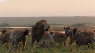 León salva a compañero de manada de ser devorado por hienas y sorprende al mundo