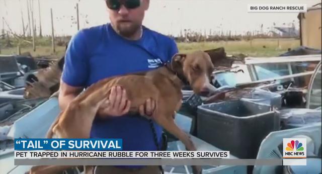 Este perro fue hallado debajo de los escombros de un edificio colapsado por el paso del huracán Dorian. (Foto: Captura de video)