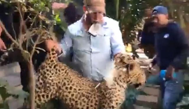 Un leopardo fue atrapado en una lavandería en Sudáfrica. (Foto: captura)