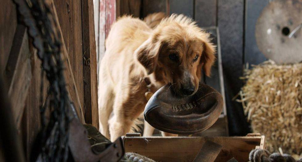 'A Dog's Purpose' está en el ojo de la tormenta (Foto: Universal Pictures)