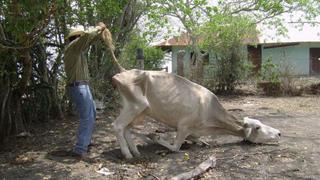 Declaran en emergencia el agro y la ganadería en Olmos