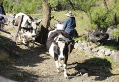 MEF transfiere S/ 99 millones al Minagri para continuidad del Plan Nacional de Desarrollo Ganadero