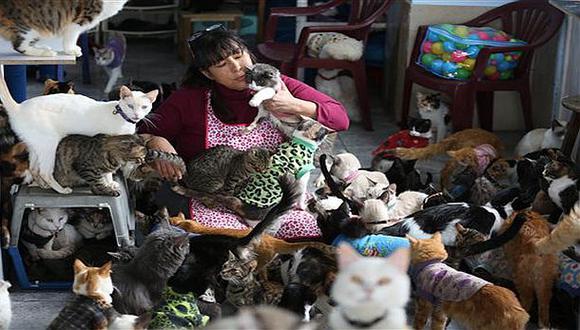 La mujer que cría 175 gatos con leucemia necesita ayuda