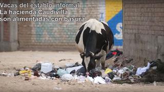 Carabayllo: denuncian que vacas son alimentadas en basurales