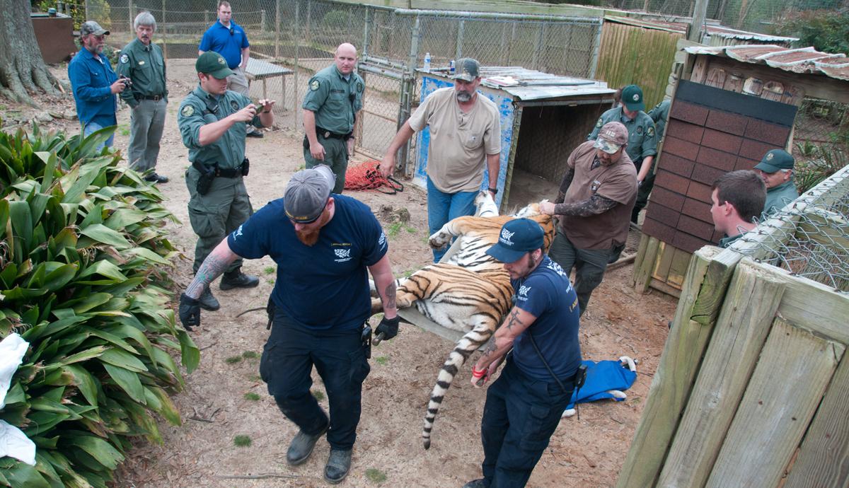 En fotos: tigres rescatados tienen un nuevo hogar - 2